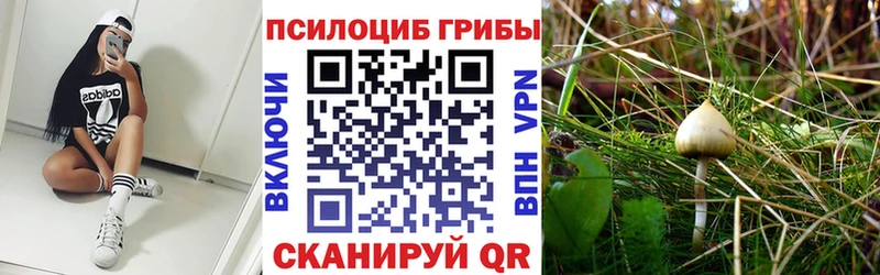 Псилоцибиновые грибы Psilocybe  Почеп 